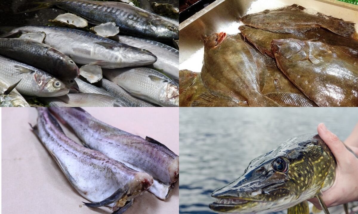 ψάρι